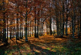 Phoca Thumb M Herbstwald Kandel 0010 2016